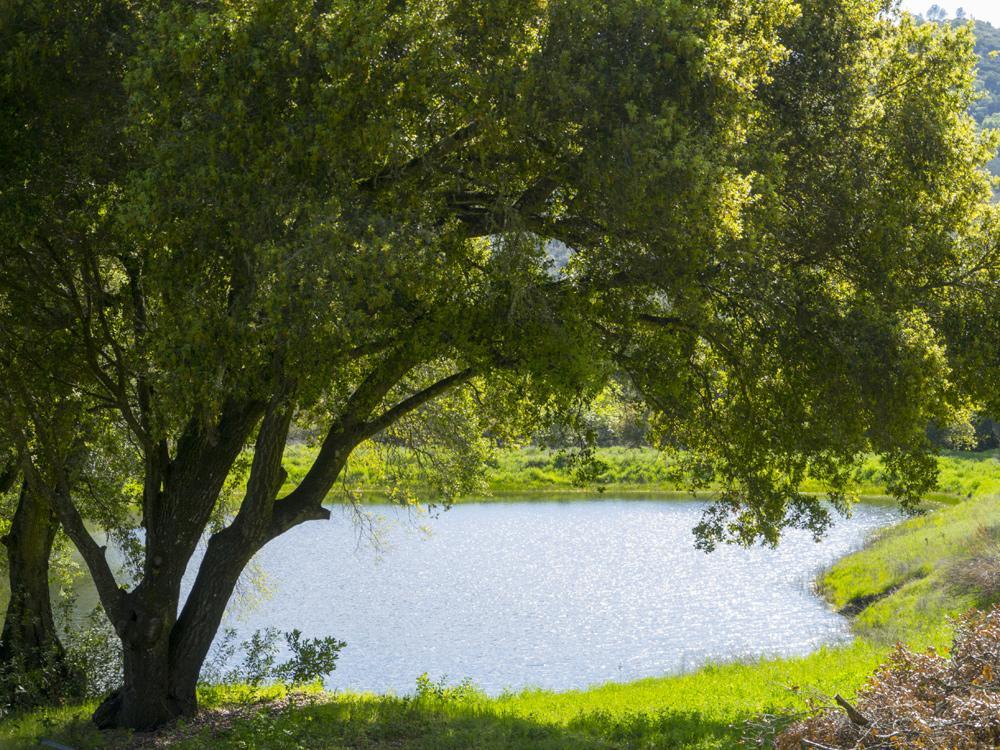 Rustridge Ranch & Winery Bed and Breakfast St. Helena Exteriör bild