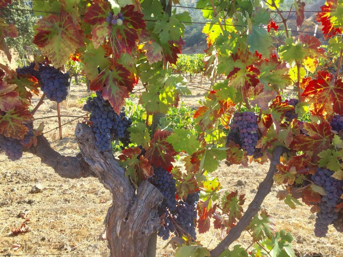 Rustridge Ranch & Winery Bed and Breakfast St. Helena Exteriör bild